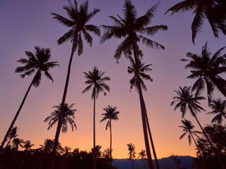Obraz premium Coconut palm trees on a colourful sunset background