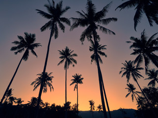 Coconut palm trees on a colourful sunset background