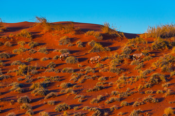 Gemsbok or gemsbuck (Oryx gazella), Namib Desert, Namibia, Africa