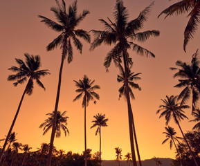 Fototapeta na wymiar Coconut palm trees on a colourful sunset background