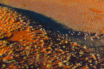 Gemsbok or gemsbuck (Oryx gazella), Namib Desert, Namibia, Africa