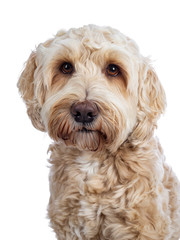  Head shot of sweet young adult female silky Labradoodle, looking at camera with brown eyes. Isolated on white background. Mouth closed.