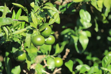 熟していない甘夏の実