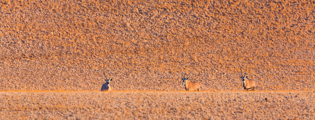 Gemsbok or gemsbuck (Oryx gazella), Namib Desert, Namibia, Africa