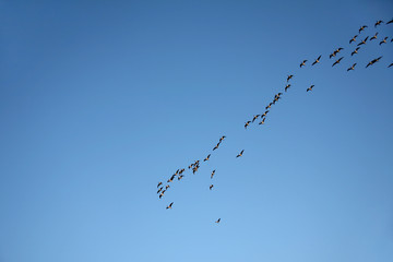 A group of birds