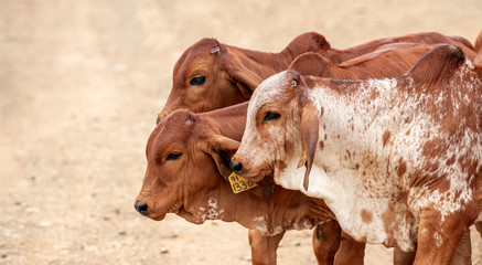 Brahman calves, brown calves, cows, young, walking in a group - obrazy, fototapety, plakaty