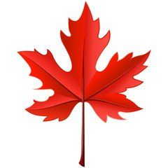 Realistic maple yellow leaf on a white background.