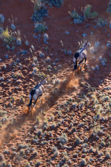 Gemsbok or gemsbuck (Oryx gazella), Namib Desert, Namibia, Africa