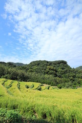 Fototapeta na wymiar 伊豆松崎町 稲刈り前の石部の棚田の風景