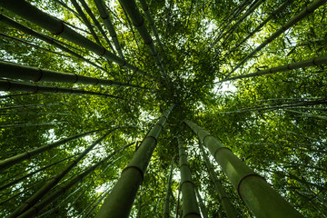 Fototapeta na wymiar Bamboo forest in the mining town of El Pobal, in Biscay