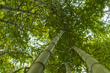 Bamboo forest in the mining town of El Pobal, in Biscay