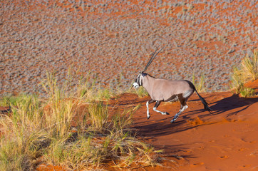 Gemsbok or gemsbuck (Oryx gazella), Namib Desert, Namibia, Africa