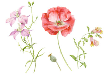 A set of watercolor flowers bright red poppy, a sprig of pink delphinium and Snapdragon. Watercolor illustration.