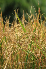 伊豆松崎町 稲刈り前の石部の棚田の風景