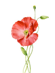 Naklejka premium Watercolor poppies bouquet. Hand painted floral illustration with leaves, seed capsule and branches isolated on white background. For design, print and fabric.