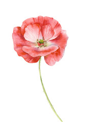 Watercolor illustration of a red poppy flower isolated on a white background.