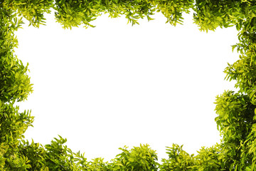 Tree frame. Green leaf and branches isolated on white background. Lush and juicy dense foliage forms a natural frame.