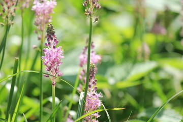 田んぼの脇のツルボと虫