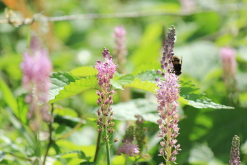 田んぼの脇のツルボと虫