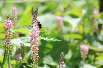 田んぼの脇のツルボと虫