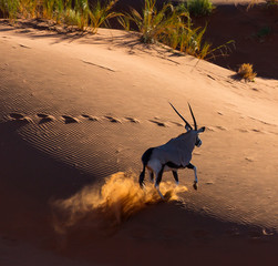 Gemsbok or gemsbuck (Oryx gazella), Namib Desert, Namibia, Africa