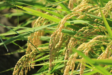 伊豆松崎町 稲刈り前の石部の棚田の風景