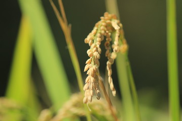 伊豆松崎町 稲刈り前の石部の棚田の風景