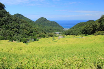 Obraz premium 伊豆松崎町 稲刈り前の石部の棚田の風景