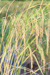 An organic asian golden rice farm during the sun set in the countryside of Thailand.