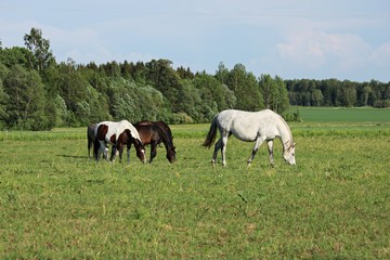 Fototapeta na wymiar Horses on a summer pasture on a sunny summer day