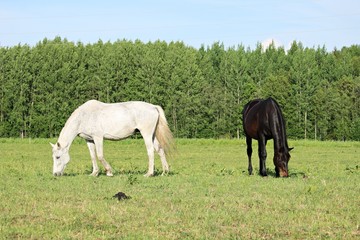 Naklejka na ściany i meble Horses on a summer pasture on a sunny summer day