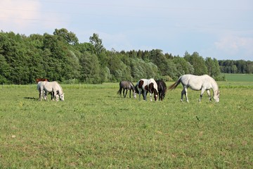 Obraz na płótnie Canvas Horses on a summer pasture on a sunny summer day