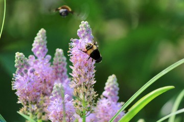 田んぼの脇のツルボと虫