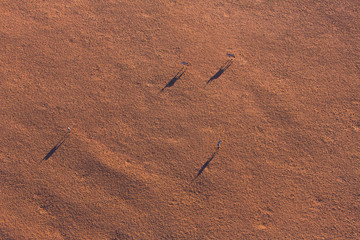 Gemsbok or gemsbuck (Oryx gazella), Namib Desert, Namibia, Africa