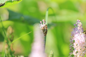 田んぼの脇のツルボと虫