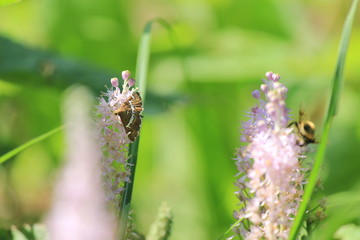 田んぼの脇のツルボと虫