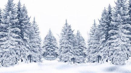 Snow-covered trees