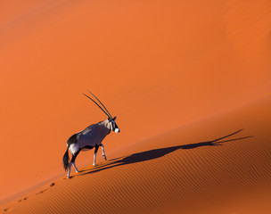 Gemsbok or gemsbuck (Oryx gazella), Namib Desert, Namibia, Africa - obrazy, fototapety, plakaty