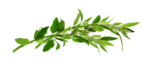 Twigs of wild green grass in a wave arrangement