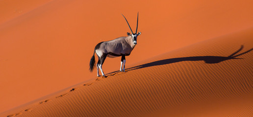 Gemsbok or gemsbuck (Oryx gazella), Namib Desert, Namibia, Africa