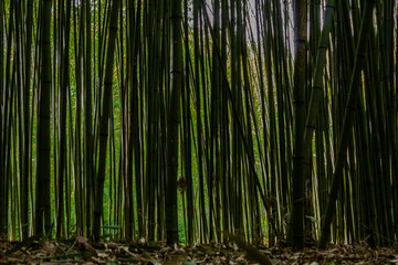 Fototapeta na wymiar Bamboo forest in the mining town of El Pobal, in Biscay