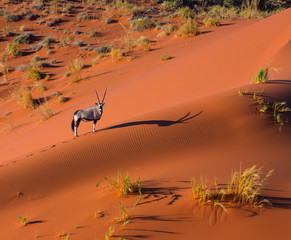 Gemsbok or gemsbuck (Oryx gazella), Namib Desert, Namibia, Africa