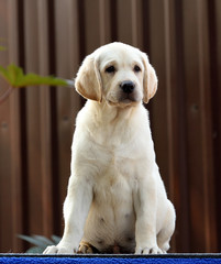 a sweet labrador puppy on a blue background