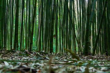 Bamboo forest in the mining town of El Pobal, in Biscay