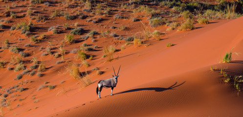 Gemsbok or gemsbuck (Oryx gazella), Namib Desert, Namibia, Africa