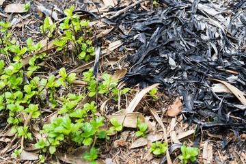 Traces of burning leaves on the ground