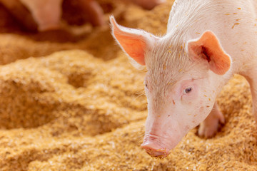 Pink piglets standing on the chaff are raised in an organic pig farm, looking at the camera.