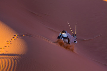 Gemsbok or gemsbuck (Oryx gazella), Namib Desert, Namibia, Africa