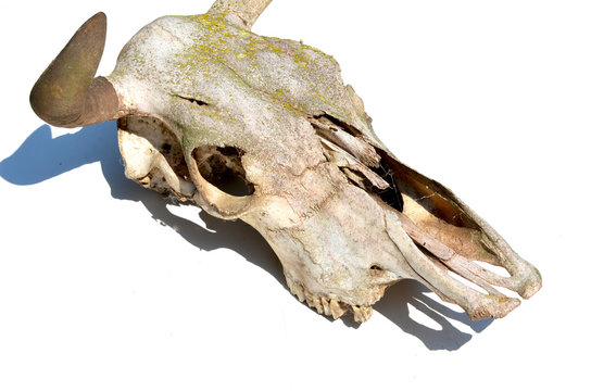 Close-up cow skull isolated on white background,paleontology photo