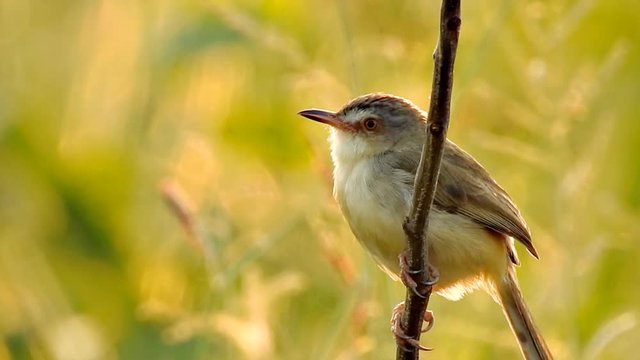 Thai little bird sitting on branch in nature wild at sunset time - video HD